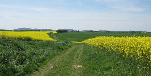 Ein Foto ist dargestellt. Es handelt sich um einen Feldweg. Es sind grüne Felder und auch gelbe Rapsfelder abwechselnd bis zum Horizont zu sehen. Der Himmel ist blau und wolkenfrei. In der Ferne sind Windräder und ein Kirchendach zu sehen.