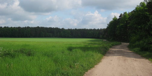 Ein Foto ist dargestellt. Ein Feldweg säumt den Rand des Waldes. Auf der linken Seite ist grüne Weidefläche zu sehen. Auf der rechten Seite erstreckt sich dunkelgrüner Laubwald.